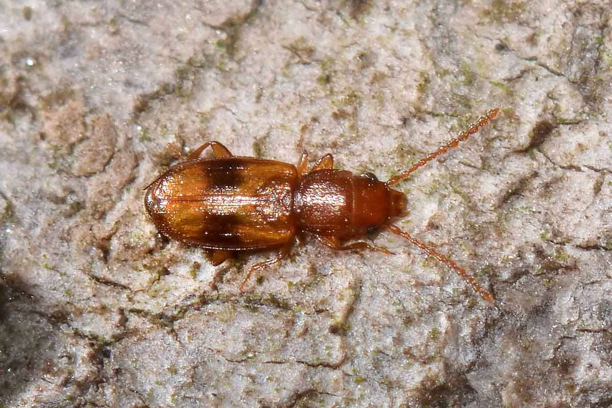 Notolaemus unifasciatus, Laemophloeidae